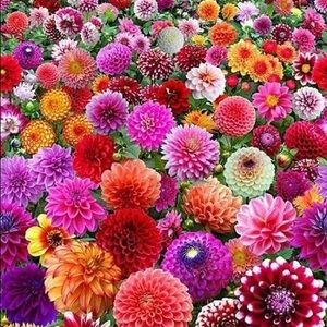 Meet your Posher, Brenda